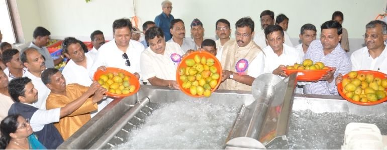 Mango Processing Factory at Devgad